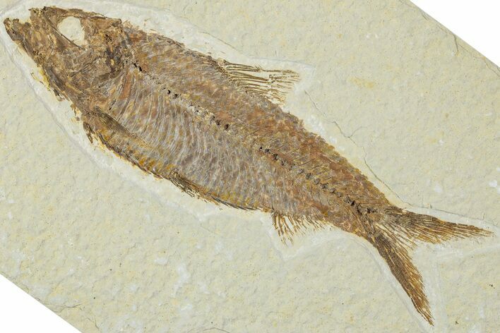 Detailed Fossil Fish (Knightia) - Wyoming #227438